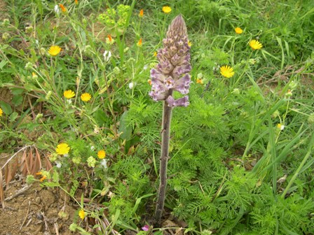 Orobanche